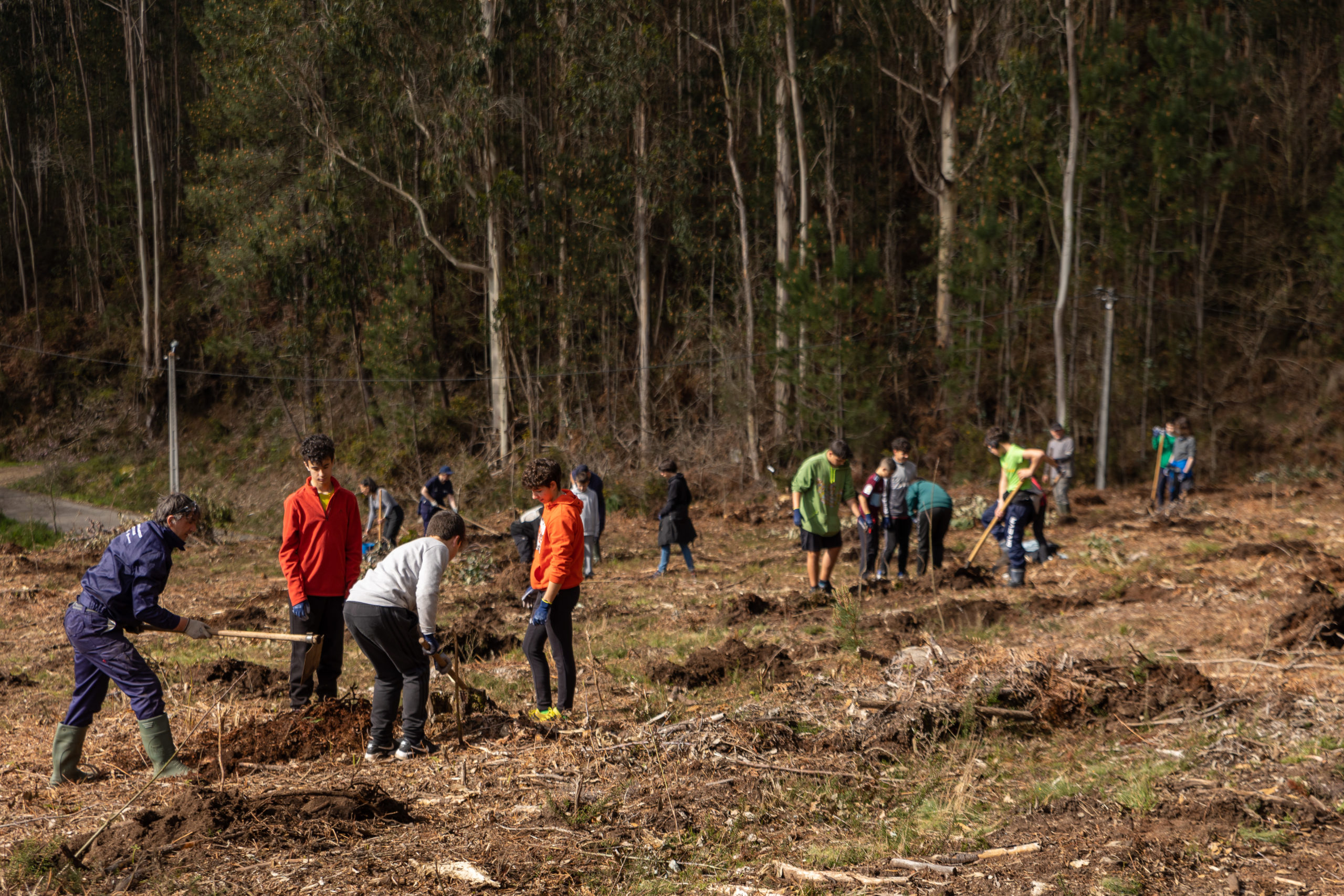 One thousand new trees in Araño's forest